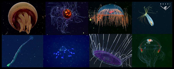 deepseacolors
