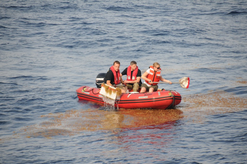Biologist Susan Von Thun scoops Sargassum samples. Photo: Debbie Nail Meyer