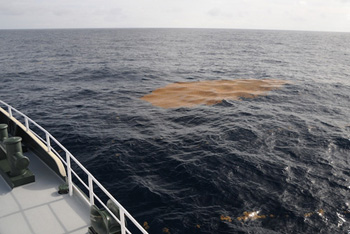 Large patches of Sargassum seaweed were encountered along the way to the first sampling station. Photo: Debbie Nail Meyer