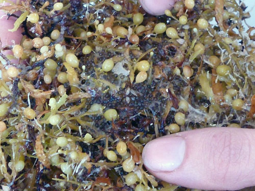 A ball of Sargassum seaweed was held together with a mass of flying fish eggs.