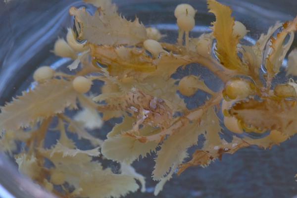 We collected five different Sargassum fish (Histrio histrio) in one sampling effort this morning. All were returned back to the sea with clumps of seaweed to help ensure their success.