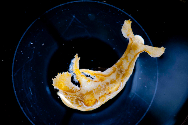 Nudibranchs like this one have been scarce in samples from Station 6.