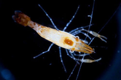 This shirmp species is also on the target list for genetic studies due to its abundance in early samples.