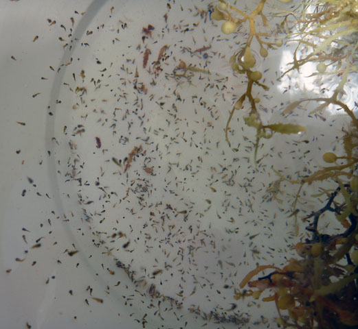 Larval flying fish hatching from the egg mass found on the Sargassum.