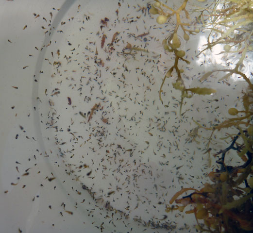 Larval flying fish hatching from the egg mass found on the Sargassum.