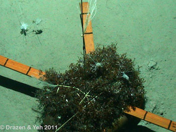 Several large isopods scavenge in the Sargassum. One in the upper left corner appears to be holding a piece of the seaweed in its mouth.