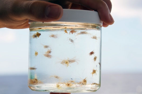 This jar shows the small crabs that were found on the seaweed. These individuals were much smaller than the crabs collected in February. Most were under one centimeter in size. Sampling will continue tomorrow at this station until the target volume of material has been collected and processed.