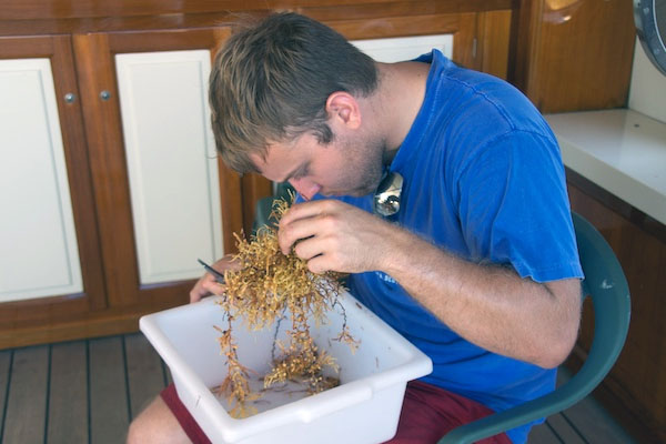 Back on the ship, the research team processed the buckets of Sargassum. Here, Jeff Peterson inspects a sample. Small shrimps, crabs, and other mobile animals were sorted and grouped into sample jars.