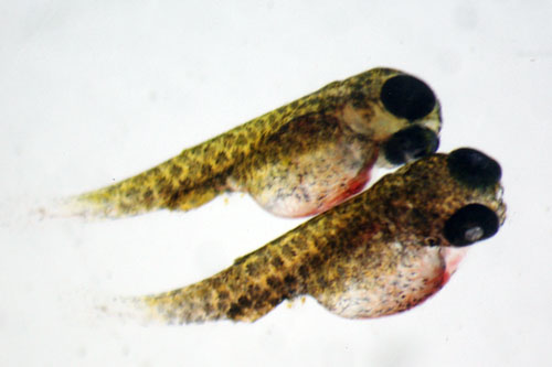 Two larval flying newly hatched. The rounded yolk sac that is still attached provides food for this stage.