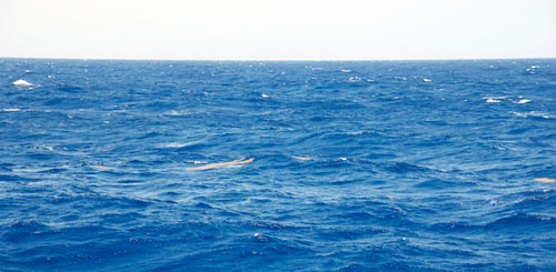Heading back to Station 5 we some larger patches of Sargassum, but we were unable to collect the seaweed due to rough seas.