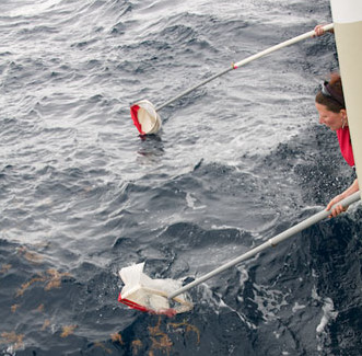 Judit Pungor and Jake Ellena scoop small bits of Sargassum using nets on long poles.