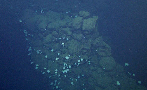 Abundant populations of mushroom sponges (Caulophacus sp.) are seen farther from the vents.