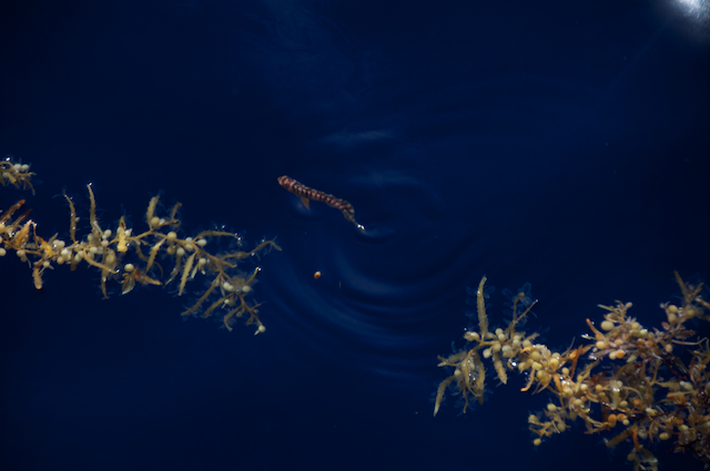 An unidentified fish swims between two fragments of Sargassum.