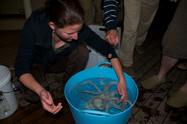 Judit Pungor keeps the octopus contained before releasing it back into the ocean.