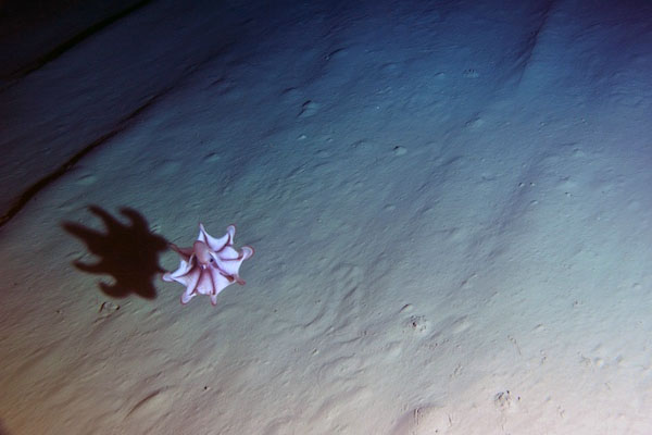 On an otherwise barren-looking seafloor, this cirrate octopus was photographed by the time-lapse camera system on the Sargasso Sea Observatory. This species has characteristic webbing between its arms and two flapping fins on its head. It floats just above the seafloor in the benthopelagic layer and preys on animals in the upper layers of sediment. © MBARI/SOI 2011