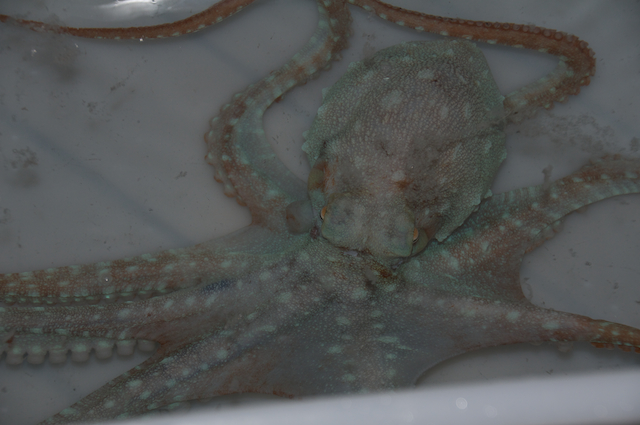 This octopus was caught by a dip net from Lone Ranger when it swam close to the ship in the evening.