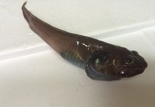 One of the deep-sea cusk eels that the ROV pilots recovered from the core of the oxygen minimum zone in Cerralvo Trough.