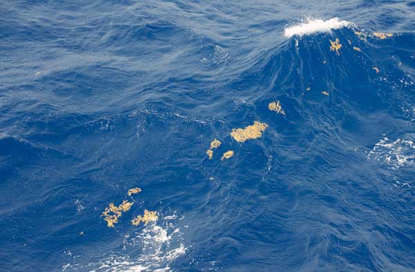 Even in rough weather we observed patches of Sargassum when the winds sustained in one direction for several hours.