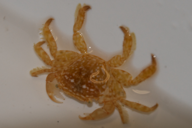 Sargassum crabs (Planes minutus) are related to shore crabs. The small hooks on each leg help them stay attached to the seaweed.