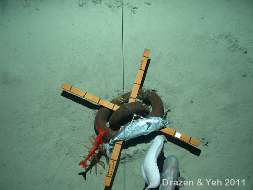 As in the previous deployment, a red shrimp, tiny amphipods, and some cusk eels are attracted to the bait.