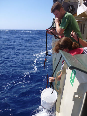 Jeff Drazen and Francesca Truter carefully return some seaweed with the Sargassum fish and larval flying fish back into the ocean.