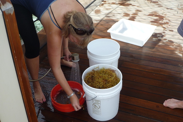Susan von Thun rinses the seaweed with fresh water to remove any remaining fauna such as tiny amphipods.