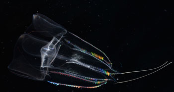 Wyatt collected this beautiful ctenophore (Eurhamphaea) on the blue water dive today. The brilliant sunlight and crystal-clear water make these small transparent animals extremely difficult to spot. Photo by Steve Haddock.