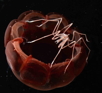 A sea spider (pycnogonid) was found tucked under the bell of a small jelly. Photo by Steve Haddock.