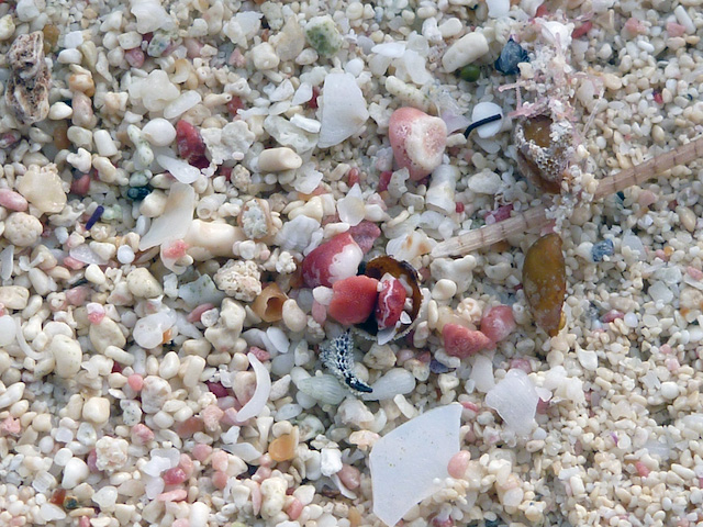 The sandy beaches in Bermuda are made up of carbonate fragments from living marine organisms (clams, snails and corals) and broken up pieces of coralline algae. The vivid pink piecesv come from single-celled marine animals called foraminifera that live on the seafloor.