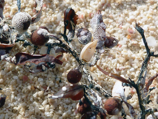 A piece of Sargassum seaweed that has small barnacles and bryozoans encrusted on it. These are some of the organisms that live attached to Sargassum in the open ocean.