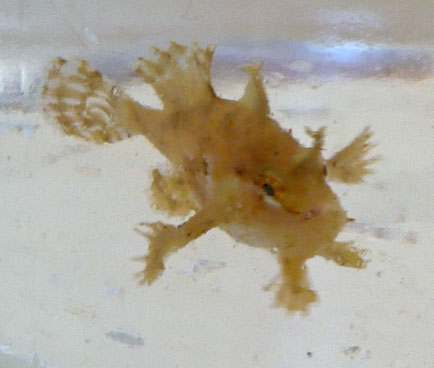 A tiny Sargassum fish was found in samples today.