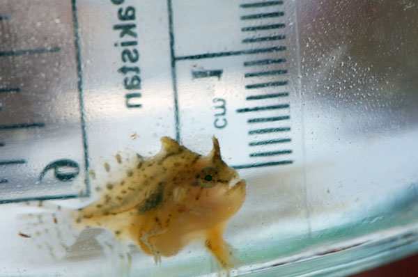 Today a tiny Sargassum fish was collected in our samples, but we returned it to the ocean. These rare fish are endemic to the Sargasso Sea.