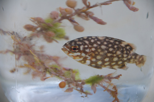 A juvenile sea chub found in Sargassum. More than 80 different species of juvenile fish associate with Sargassum seaweed.
