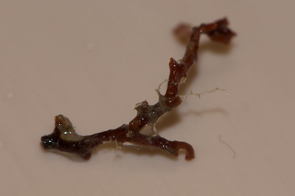 Several small pieces of Sargassum seaweed were seen in the sediment trap samples.
