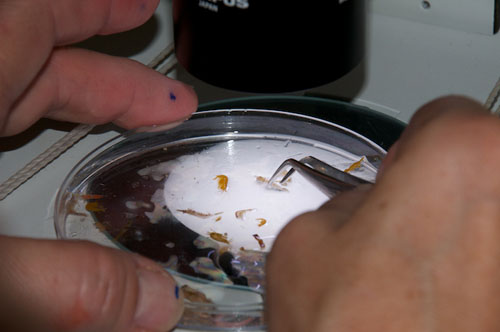 A researcher looks at samples of shrimp found in a sample of seaweed.