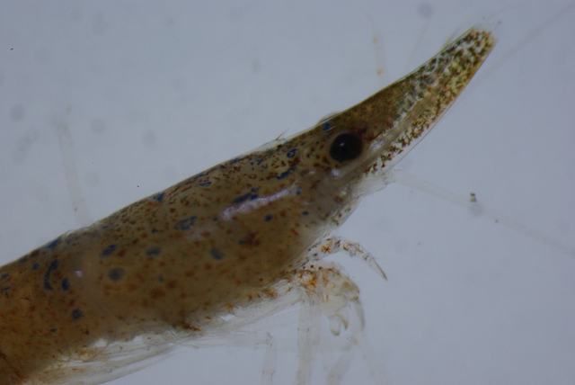 The color and spots of this shrrimp help hide it from predators where it lives in the seaweed.