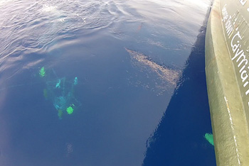 The observatory slowly sinks to the seafloor, pulling the sediment traps, floats, and spar buoy mast into the depths. Photo: Debbie Nail Meyer