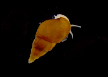 This snail is another common species found on Sargassum fronds. It was absent in samples from Station 3 but was collected again at Station 5. Photo: Carola Buchner