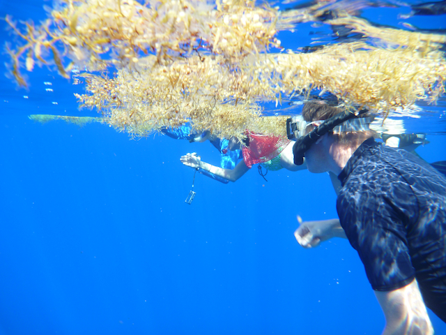 Jeff Drazen snorkels under a patch of Sargassum.