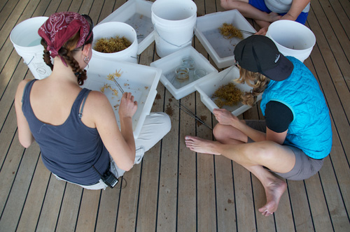 Judit Pungor and Debbie Nail Meyer sort through samples of Sargassum to separate out target species. Photo: Lars Toensfeldt