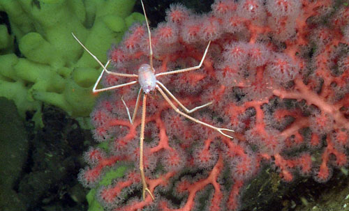 Deep-sea squat lobster (Galatheidae) on a bubblegum coral (Paragorgia sp.)