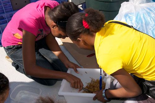 Students sort through Sargassum to find crabs and shrimp.