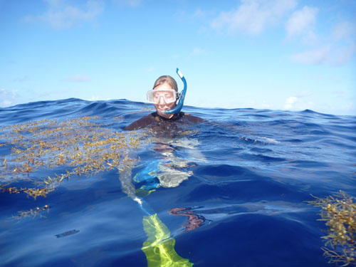 Susan von Thun examines a small aggregation of Sargassum. Photo: Debbie Nail Meyer