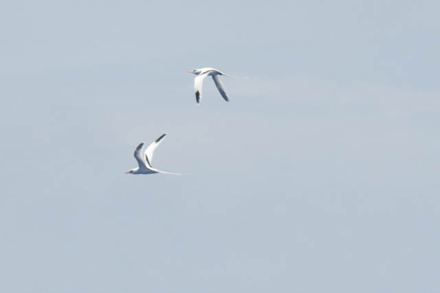 Two white-tailed tropicbirds flew around the ship today as we neared Bermuda. These seabirds feed on fish and squid by diving into the surface waters. In Bermuda this characteristic bird is called “Longtail” for its prominent tail feathers.