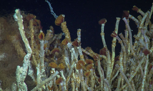 This frame grab from one of the video transects shows the shimmering hot vent fluid and tubeworms that get their energy from chemicals in the fluid.