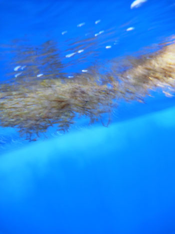 Underwater view of Sargassum that gives a sense of water color and clarity.