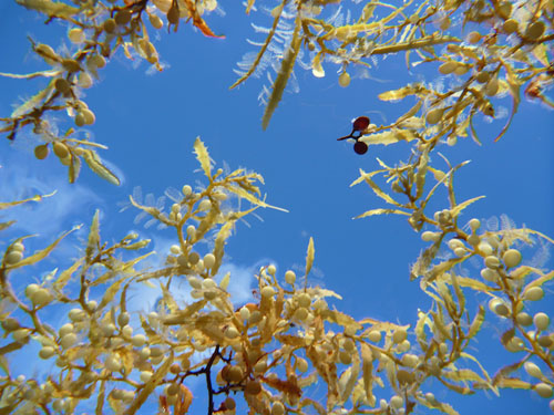 Delicate fronds of Sargassum appear to be suspended in air in the clear blue waters of the Sargasso Sea. Photo: Debbie Nail Meyer