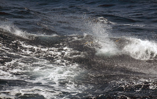 Winds and waves churn around some Sargassum seaweed, breaking it up into smaller pieces.