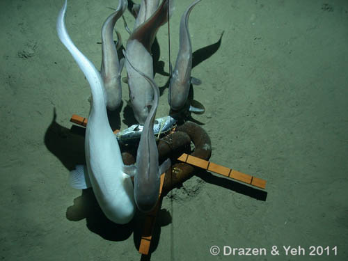 This large white cusk eel is an unusual color variety that caught the attention of the researchers.