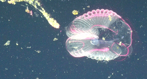 A larvacean illuminated using the DeepPIV instrument.
